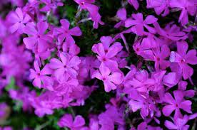 Phlox Purple Beauty 2lt